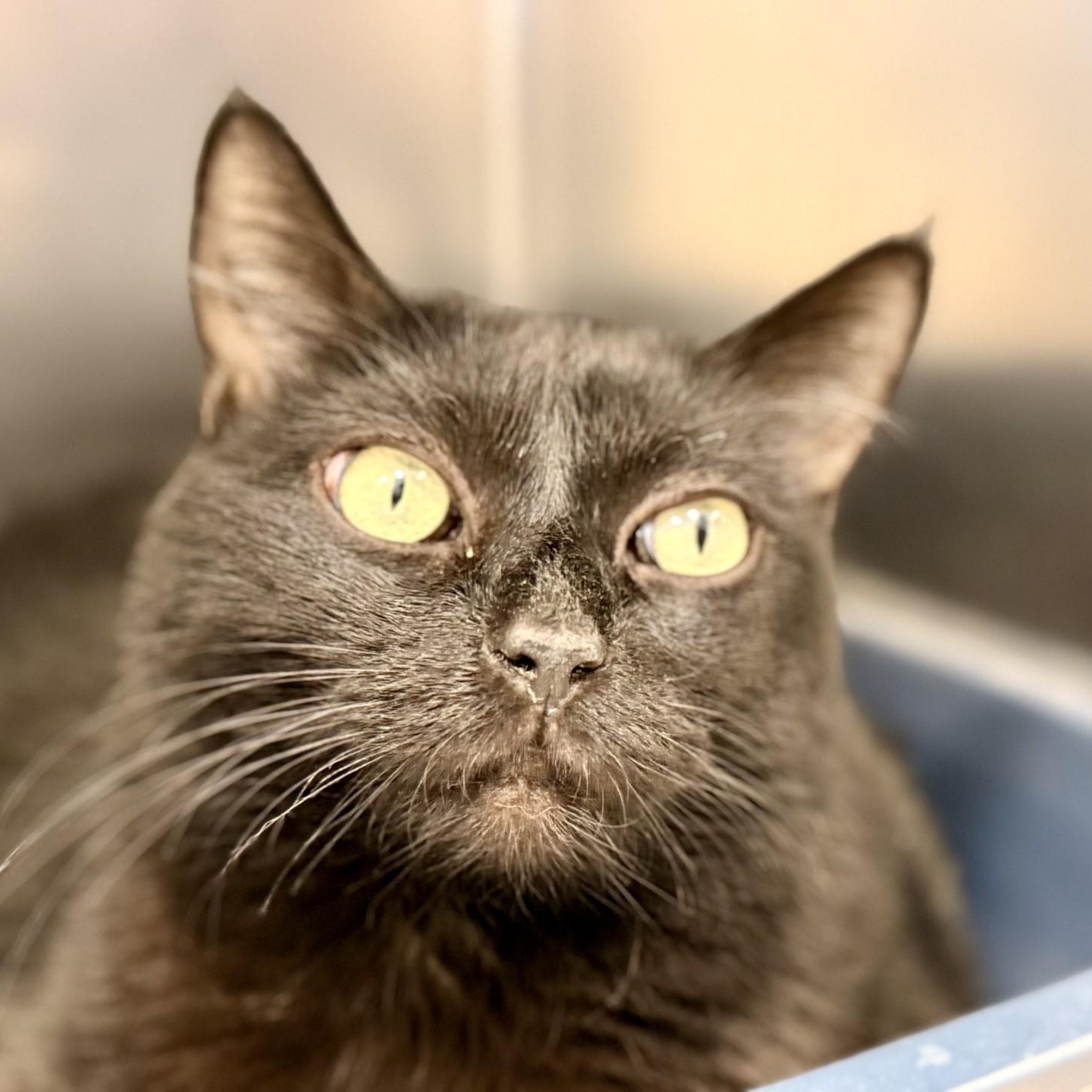 Enlarge Lacey, a Adoptable Domestic Short Hair in Manahawkin, NJ image 2/2
