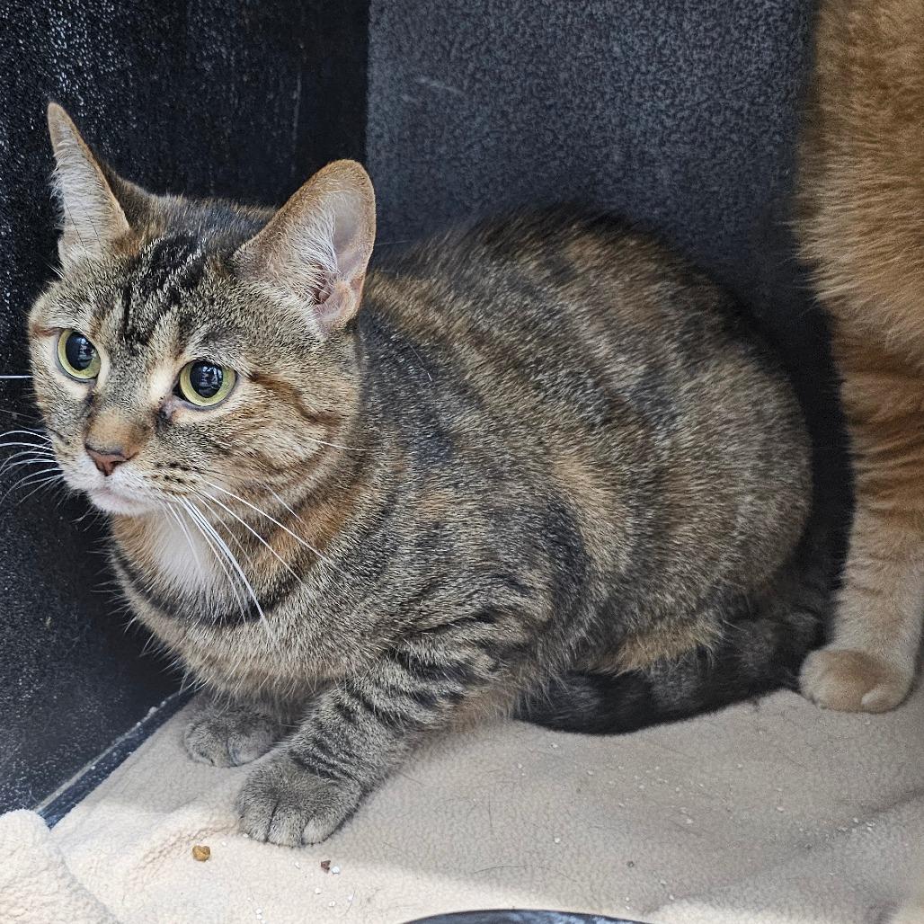 Clare, Adoptable, Adult Female Domestic Short Hair.