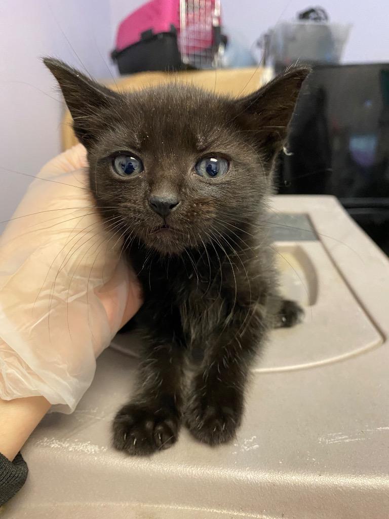 Margaret, Adoptable, Kitten Female Domestic Short Hair.