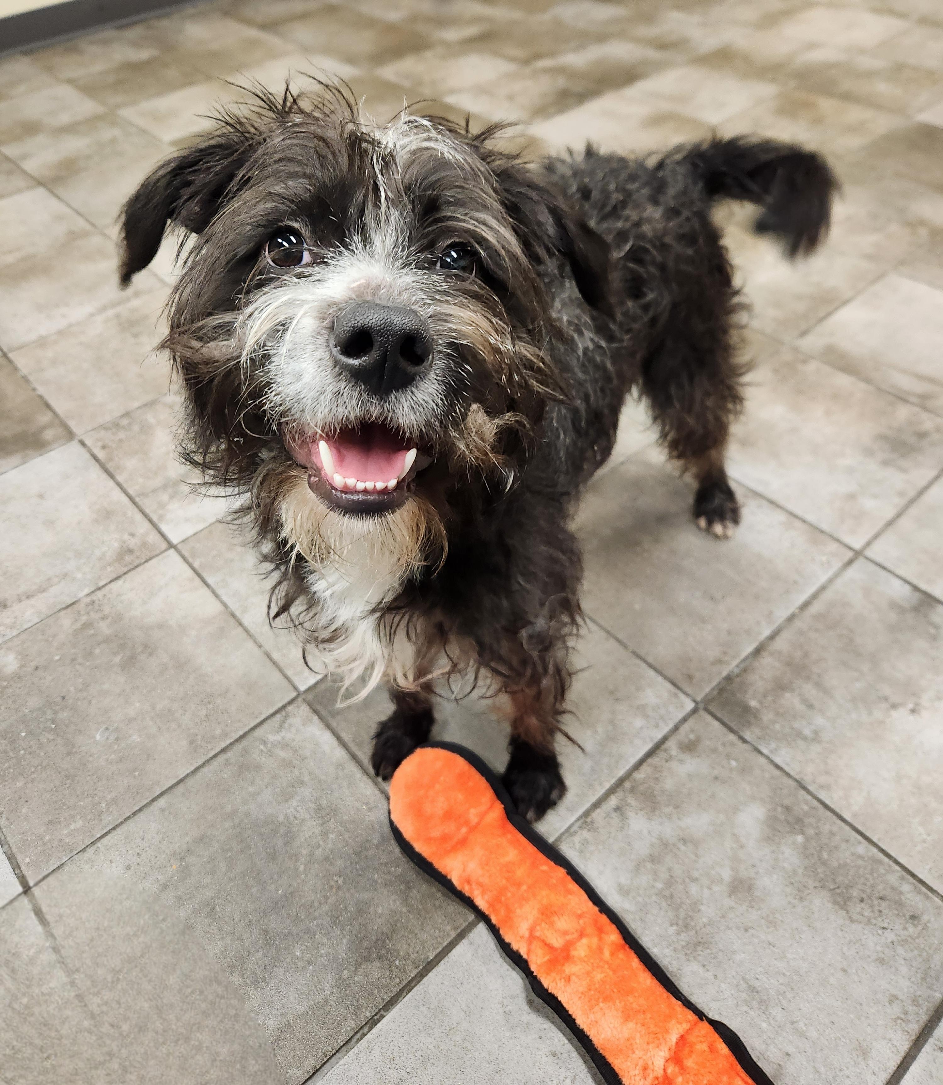 Enlarge Rocco, a ADOPTABLE mixed breed in Sewaren, NJ image 3/3