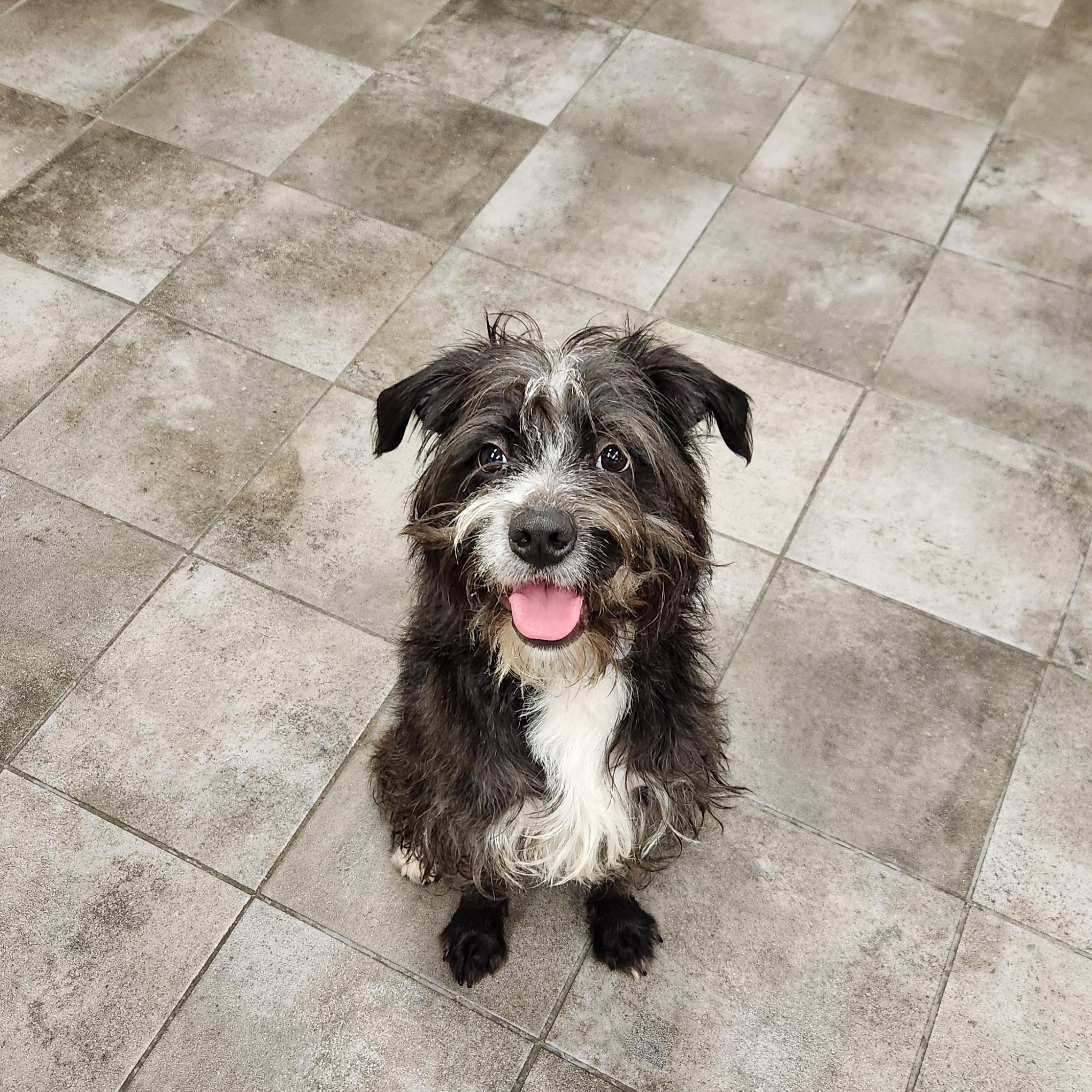 Rocco, ADOPTABLE, Adult Male Border Terrier.