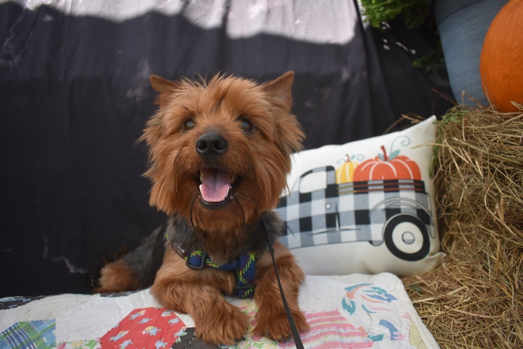 Chino, Adopted, Young Male Yorkshire Terrier.