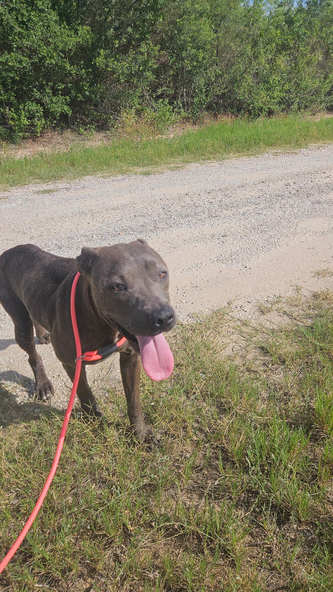 Enlarge Gigi, a Adoptable mixed breed in Colorado Springs, CO image 6/6