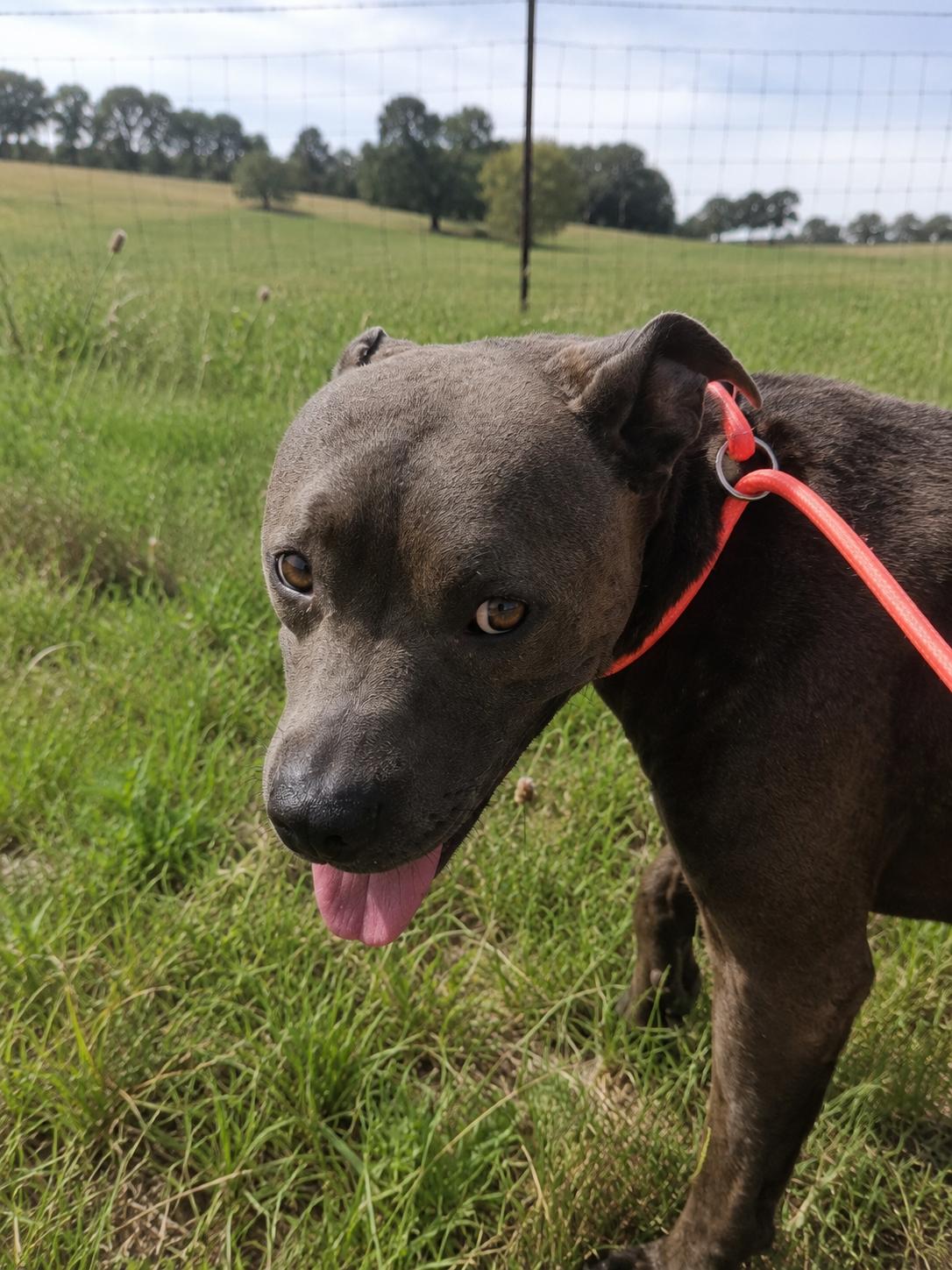 Enlarge Gigi, a Adoptable mixed breed in Colorado Springs, CO image 5/6