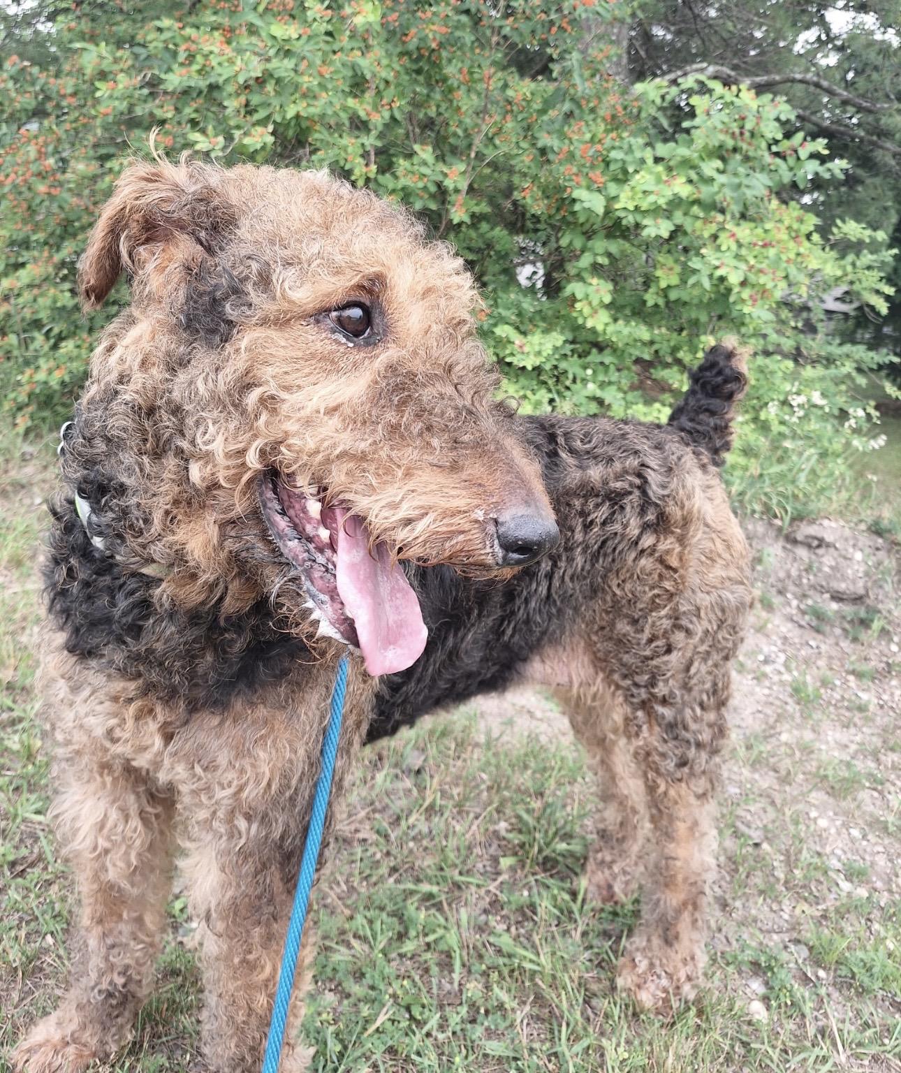 Annie, ADOPTABLE, Senior Female Airedale Terrier.