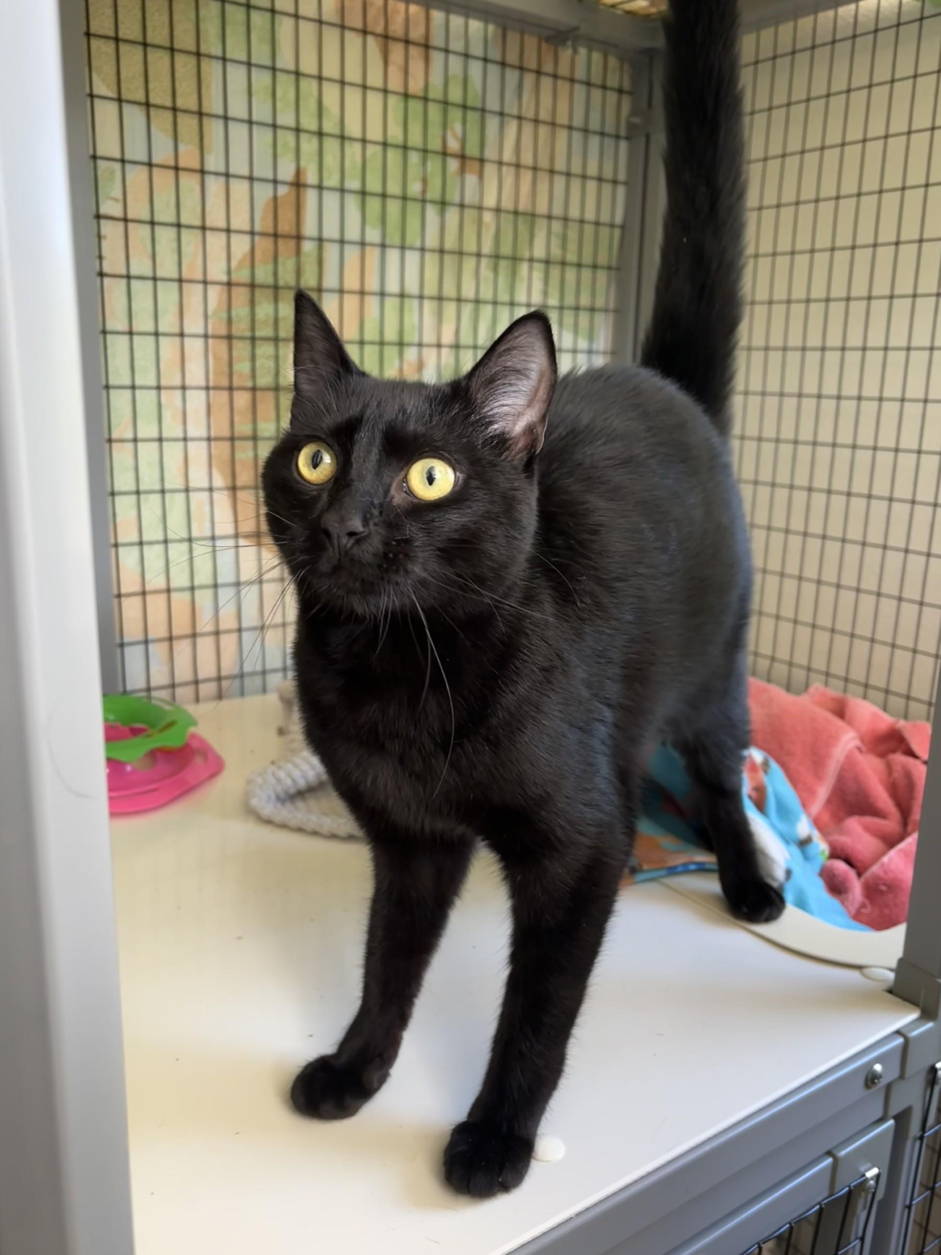 Enlarge Daryl, an adopted Domestic Short Hair in Grants Pass, OR image 2/2