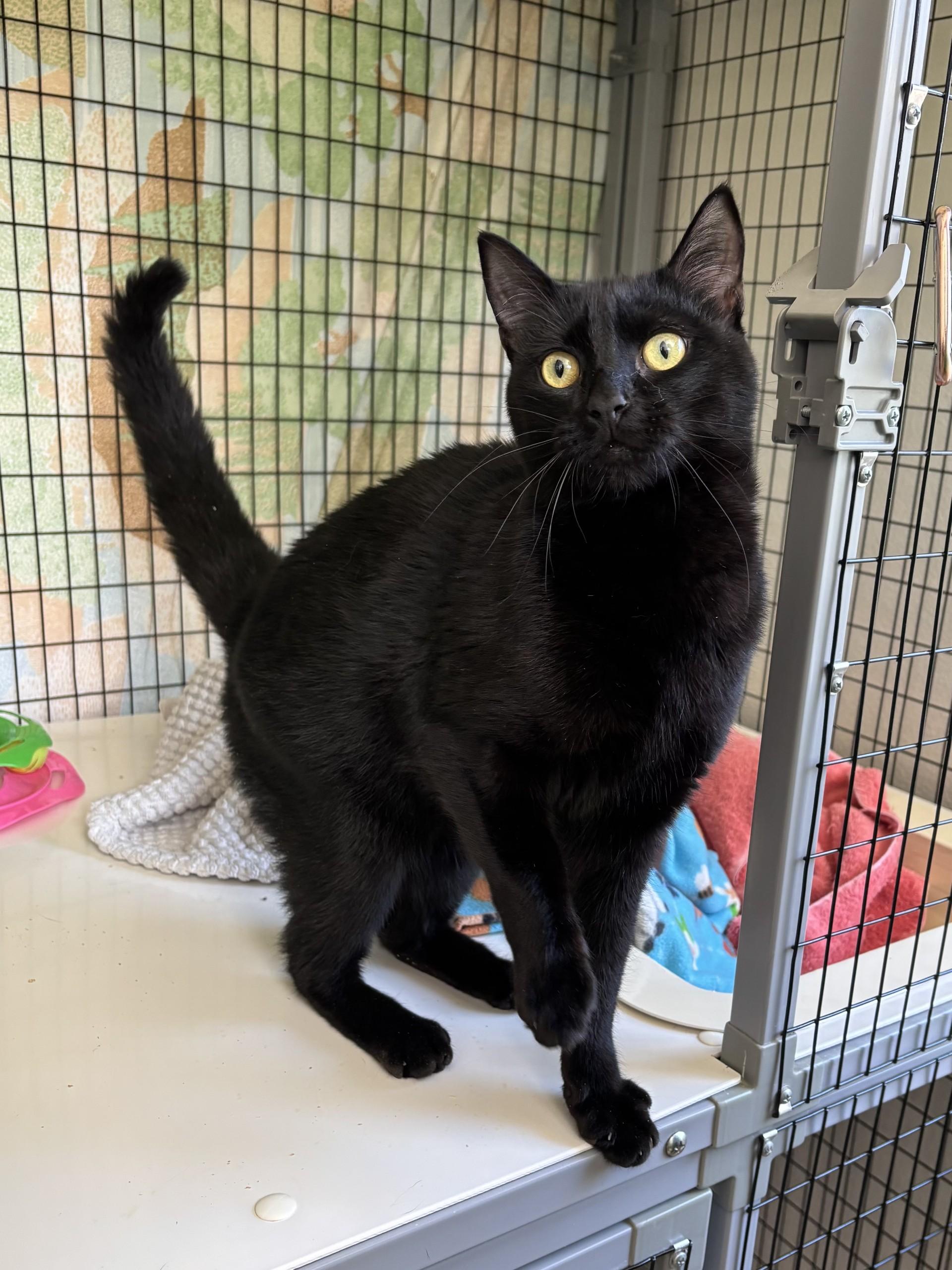 Daryl, adopted, Young Male Domestic Short Hair.