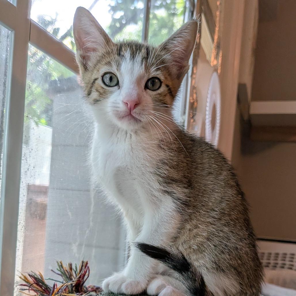 Shaggy, a Adoptable Domestic Short Hair in Long Beach, CA image 2/3