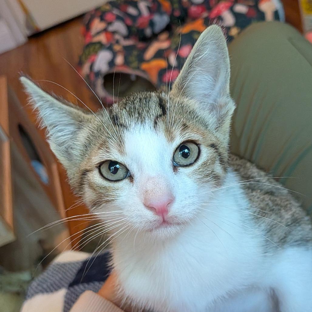 Shaggy, a Adoptable Domestic Short Hair in Long Beach, CA image 3/3