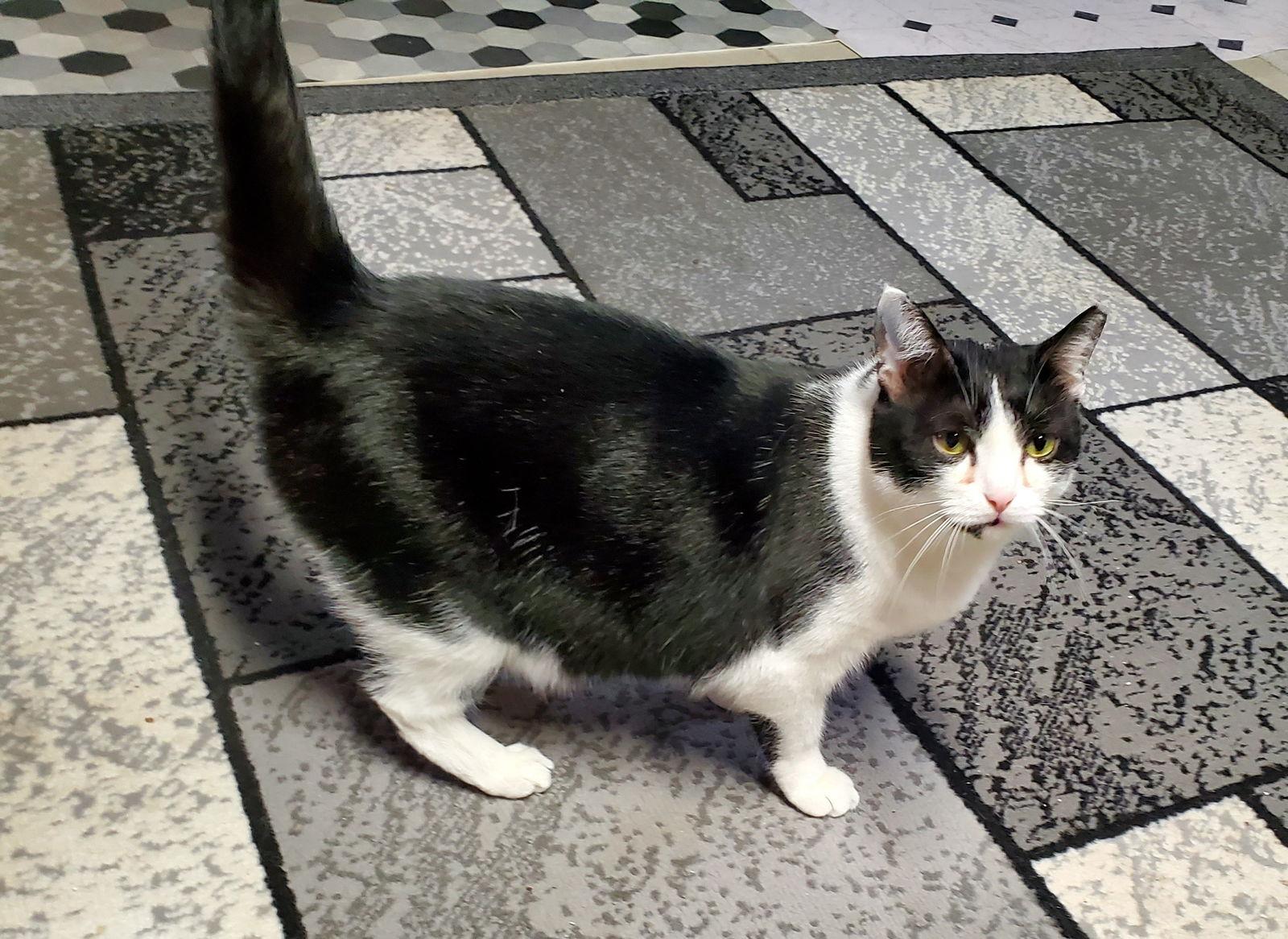 MiloJo, Adoptable, Adult Male Tuxedo & Domestic Short Hair.