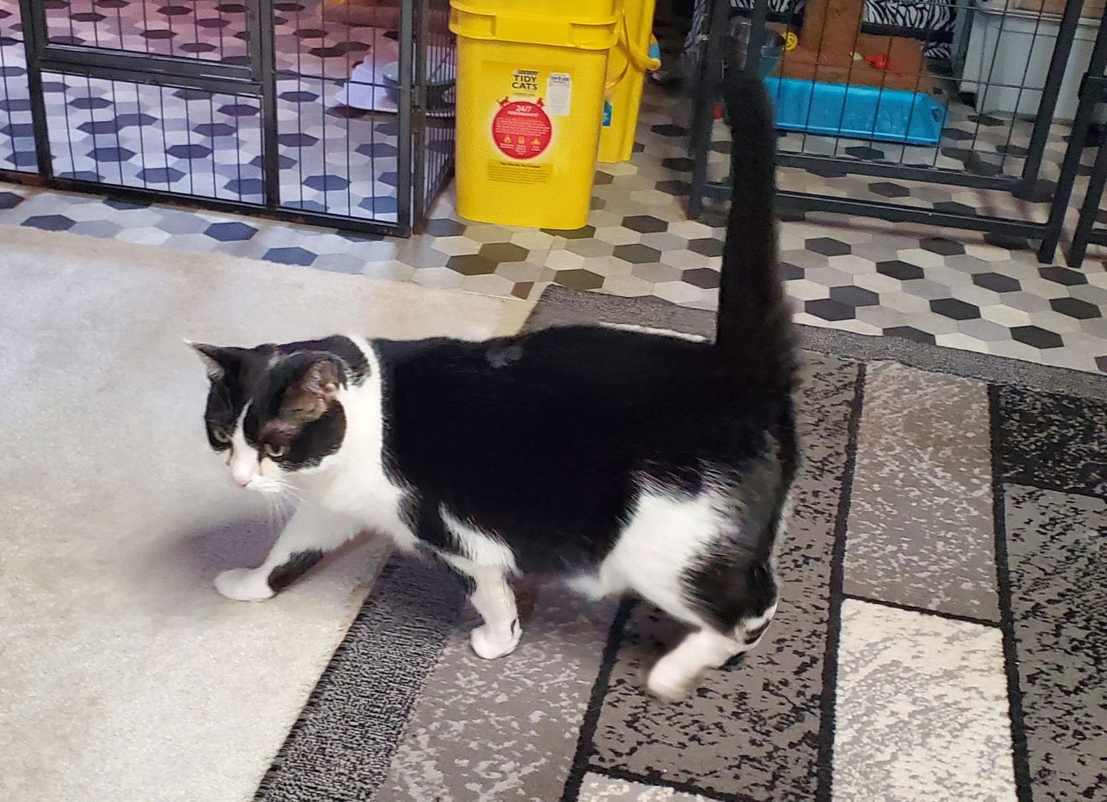 MiloJo, a Adoptable mixed breed in Cincinnati, OH image 2/3