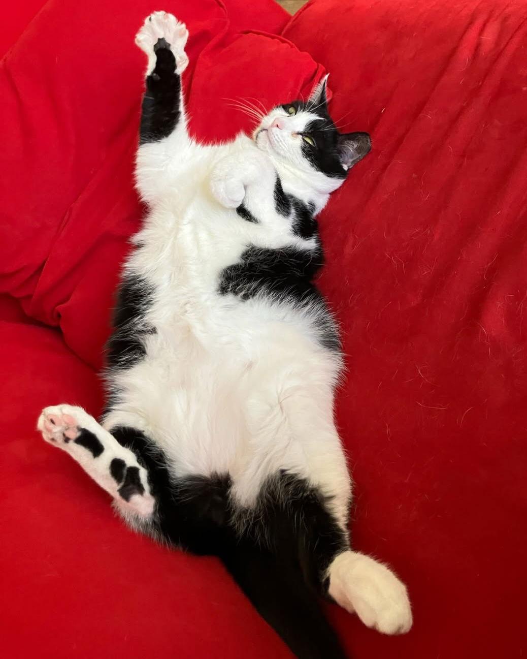 MiloJo, a Adoptable mixed breed in Cincinnati, OH image 3/3