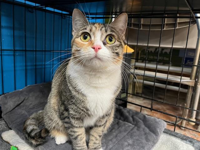 Lilac, adopted, Young Female Domestic Short Hair.