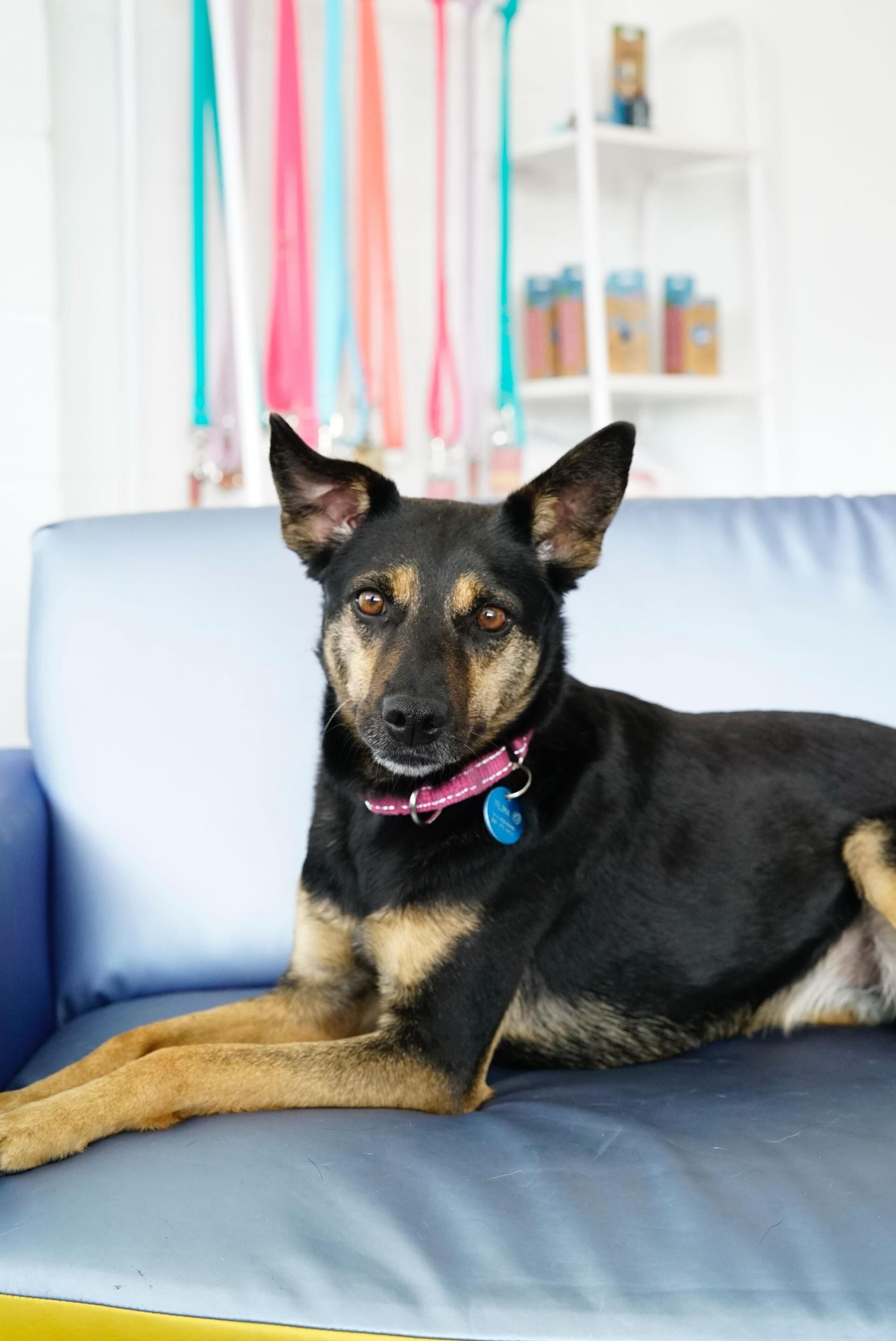 Enlarge Paloma , a Adoptable mixed breed in Pasadena, CA image 5/6