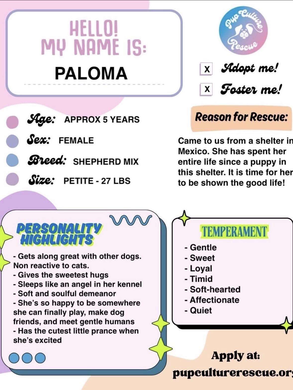 Enlarge Paloma , a Adoptable mixed breed in Pasadena, CA image 2/6