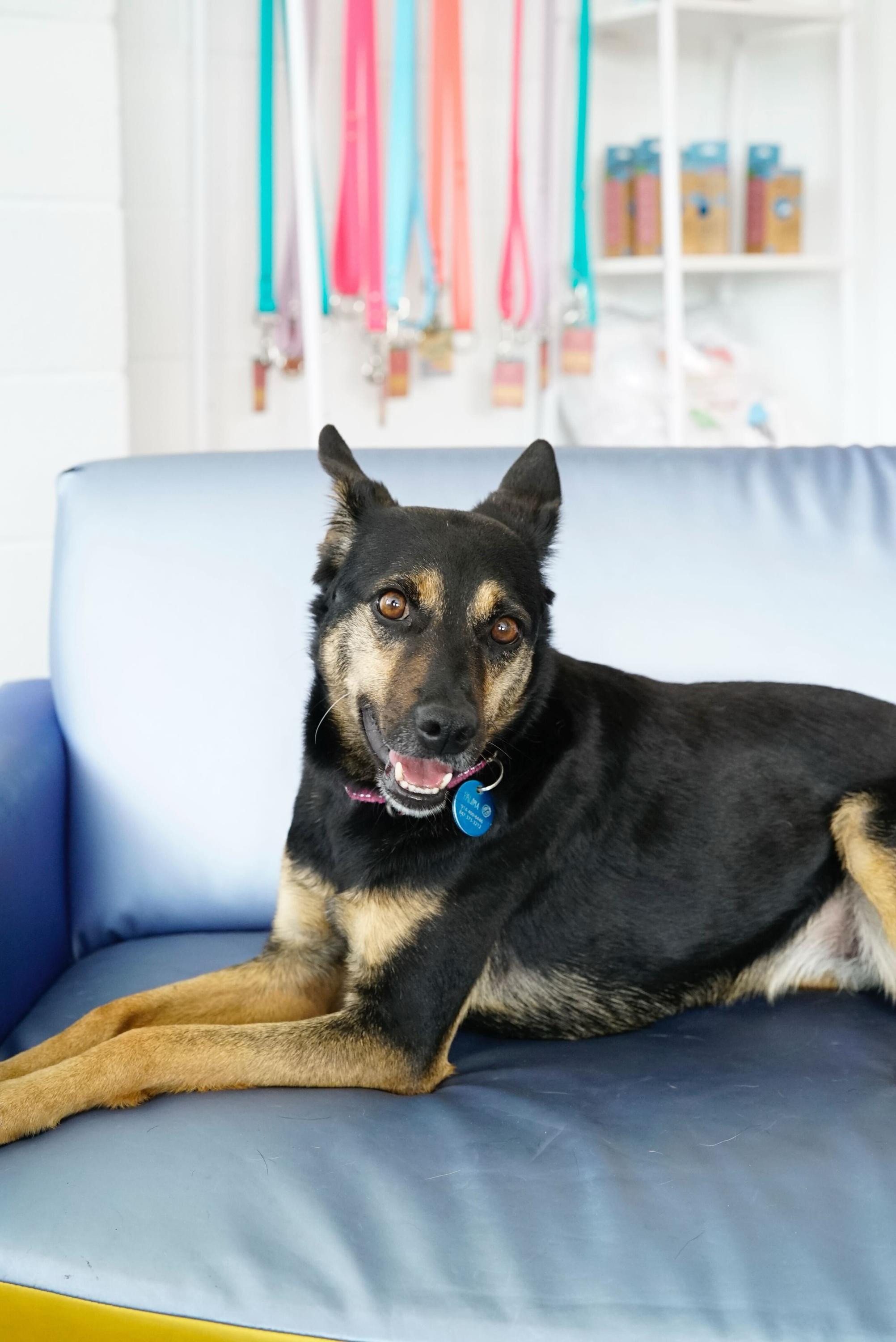 Paloma , Adoptable, Adult Female German Shepherd Dog.