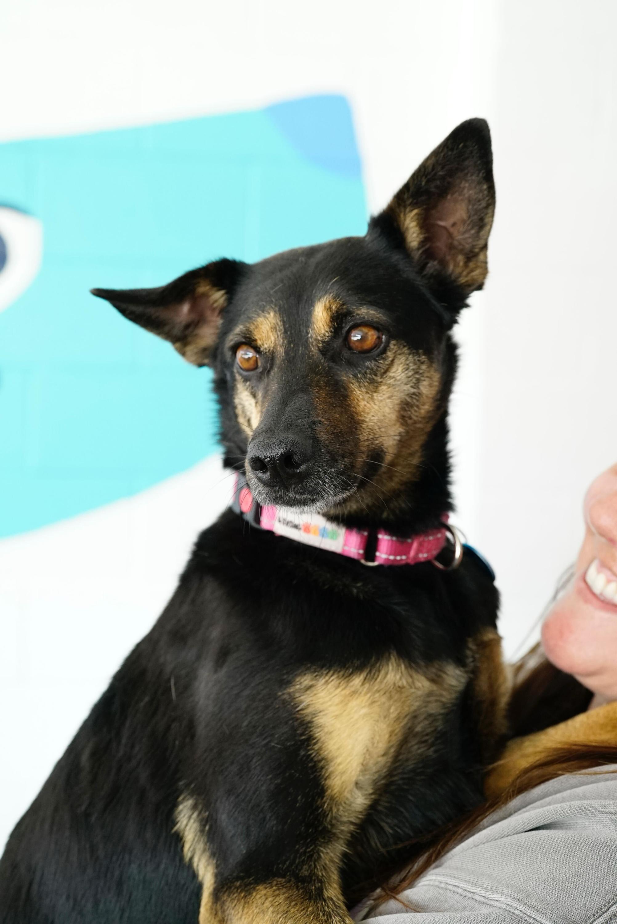 Enlarge Paloma , a Adoptable mixed breed in Pasadena, CA image 3/6