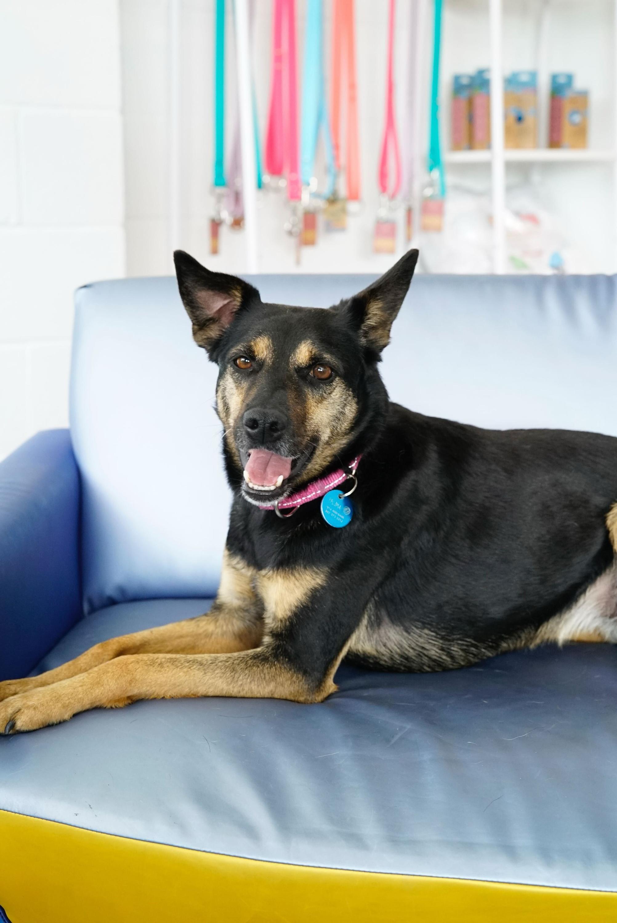 Enlarge Paloma , a Adoptable mixed breed in Pasadena, CA image 6/6