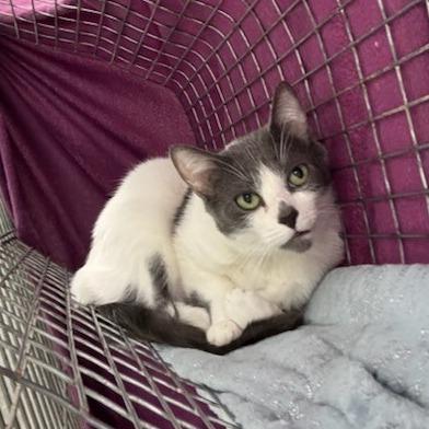 Enlarge Triple S (In Foster Care), a Adoptable Domestic Short Hair in East Smithfield , PA image 1/6