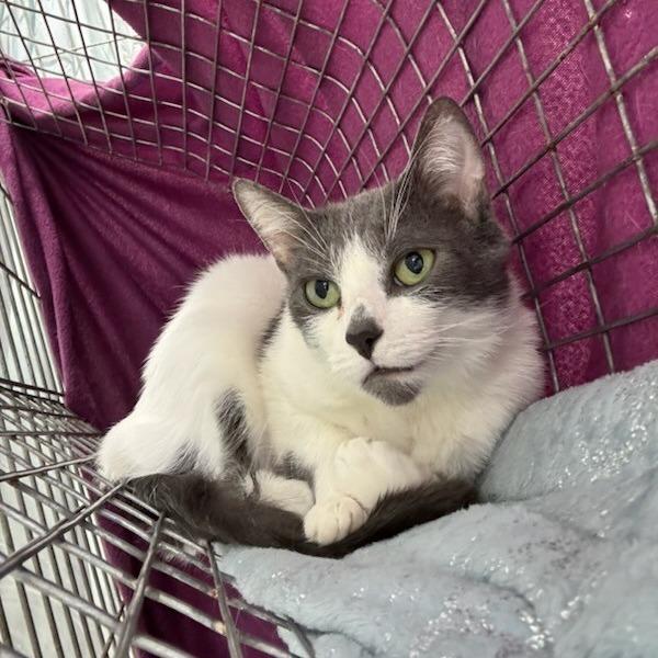 Enlarge Triple S (In Foster Care), a Adoptable Domestic Short Hair in East Smithfield , PA image 2/6