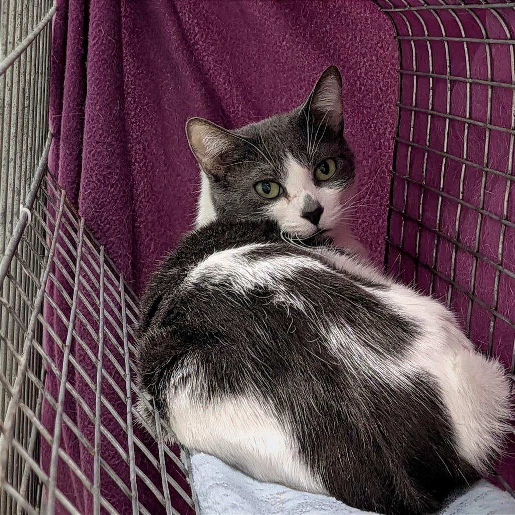 Enlarge Triple S (In Foster Care), a Adoptable Domestic Short Hair in East Smithfield , PA image 3/6