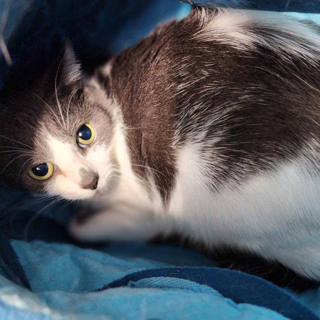 Enlarge Triple S (In Foster Care), a Adoptable Domestic Short Hair in East Smithfield , PA image 4/6