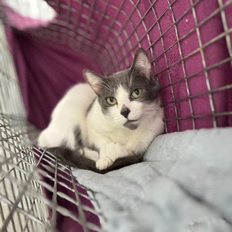 Enlarge Triple S (In Foster Care), a Adoptable Domestic Short Hair in East Smithfield , PA image 5/6