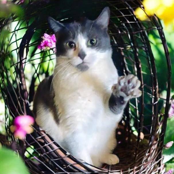 Enlarge Triple S (In Foster Care), a Adoptable Domestic Short Hair in East Smithfield , PA image 6/6