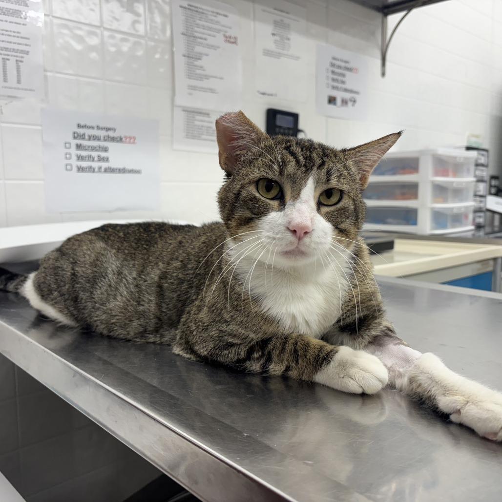 Enlarge Mr. Thomas, a Adoptable Domestic Short Hair in Folsom, LA image 2/2