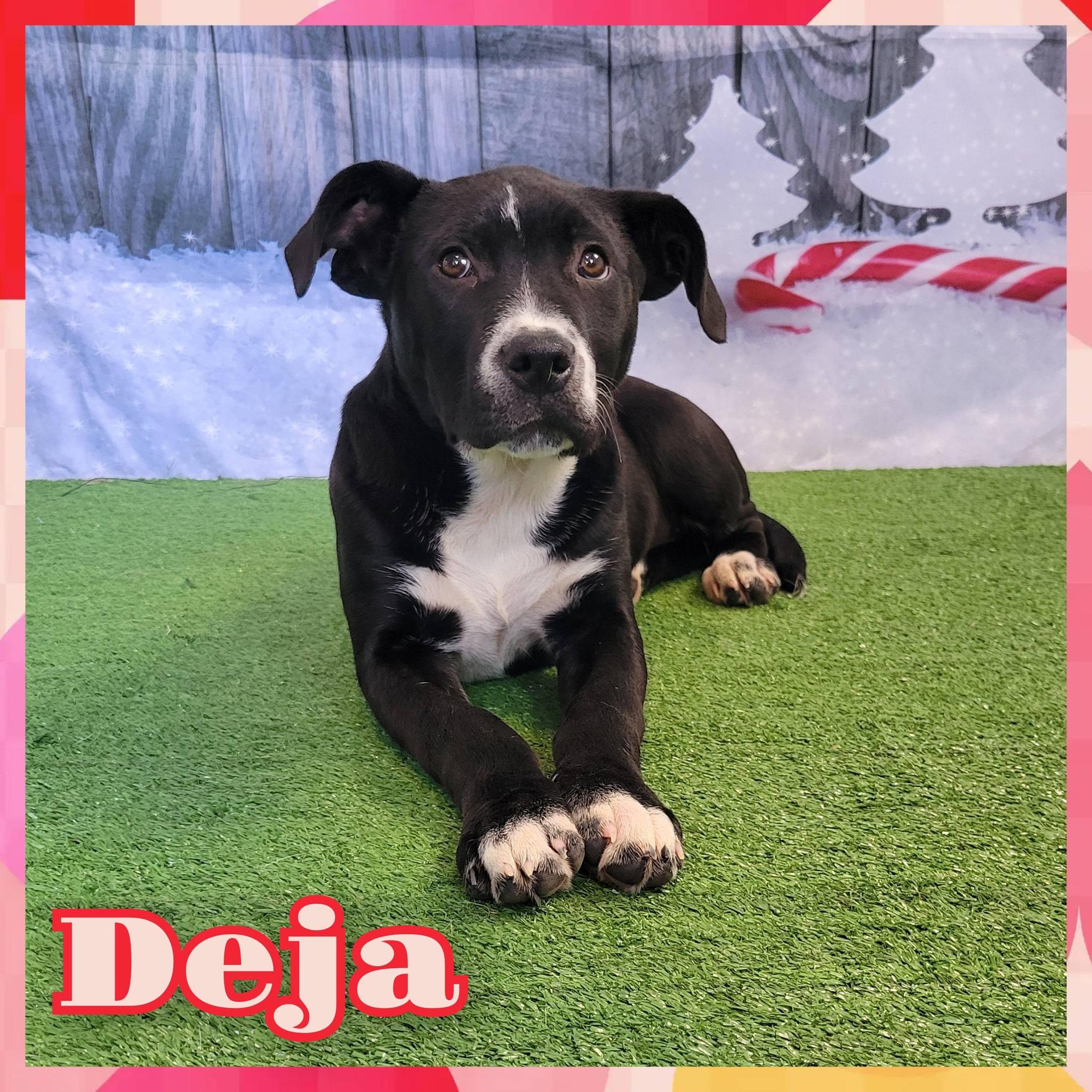 Deja, ADOPTABLE, Young Female Mixed Breed.