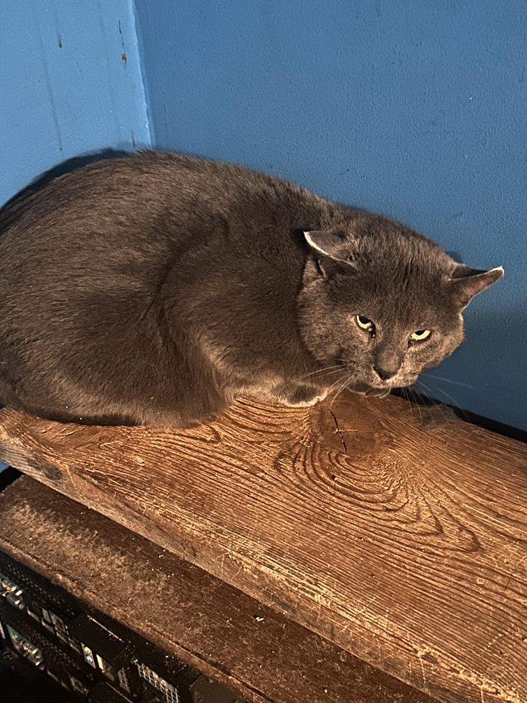 Enlarge Dusty, a ADOPTABLE mixed breed in Winnipeg, MB image 1/1