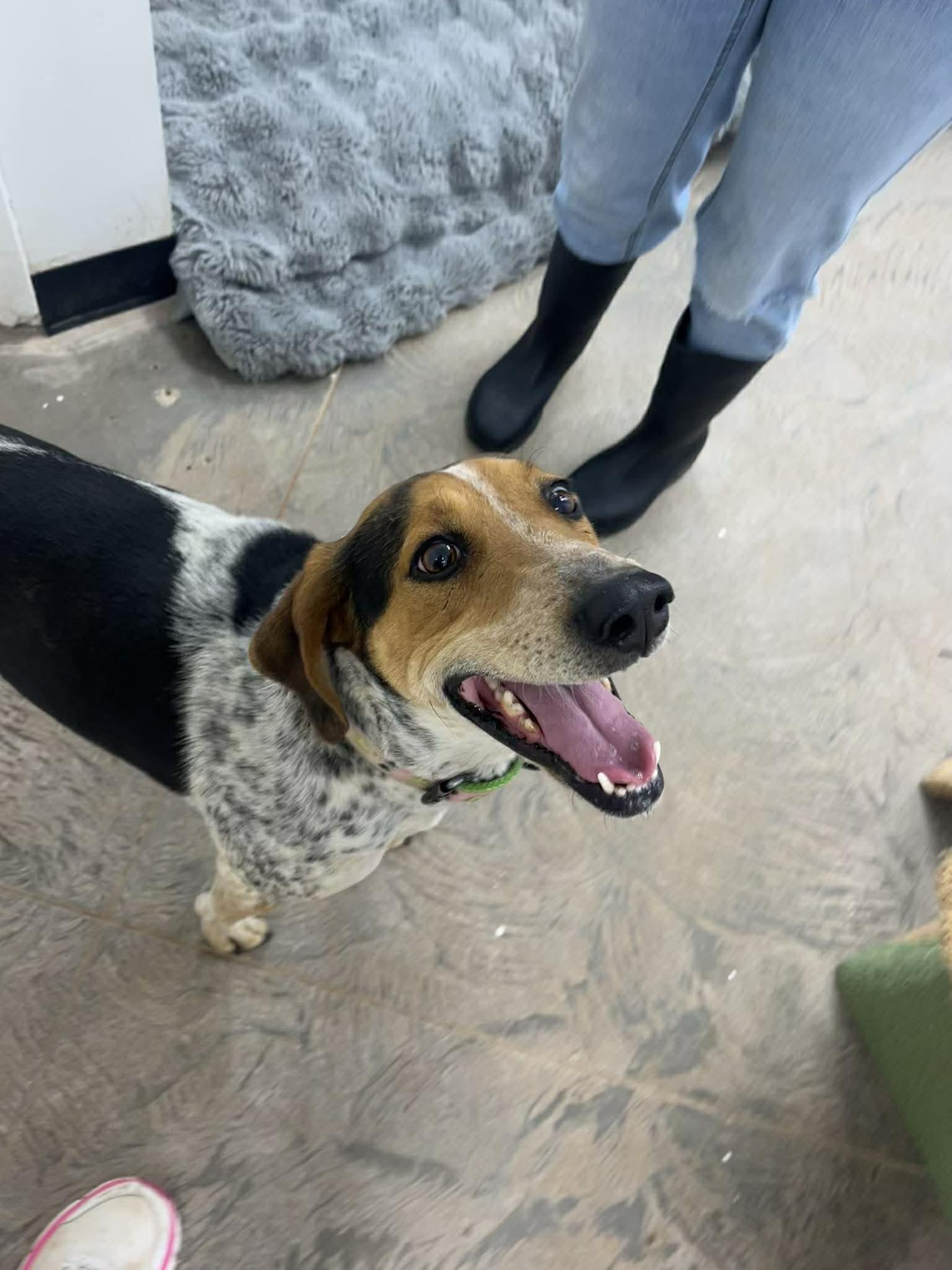 Enlarge Saddie, a ADOPTABLE mixed breed in Roosevelt, UT image 2/2