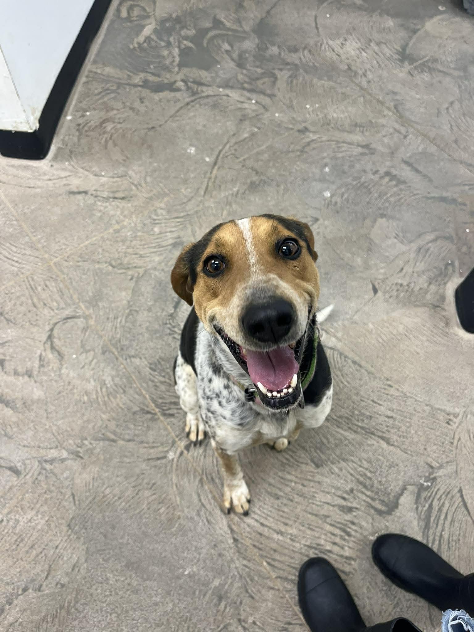 Enlarge Saddie, a ADOPTABLE mixed breed in Roosevelt, UT image 1/2