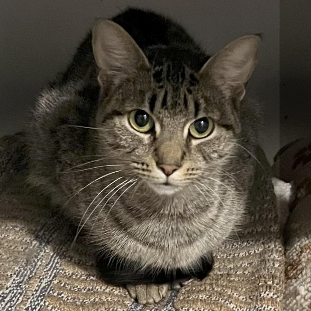 Kiwi, Adoptable, Adult Female Domestic Short Hair.