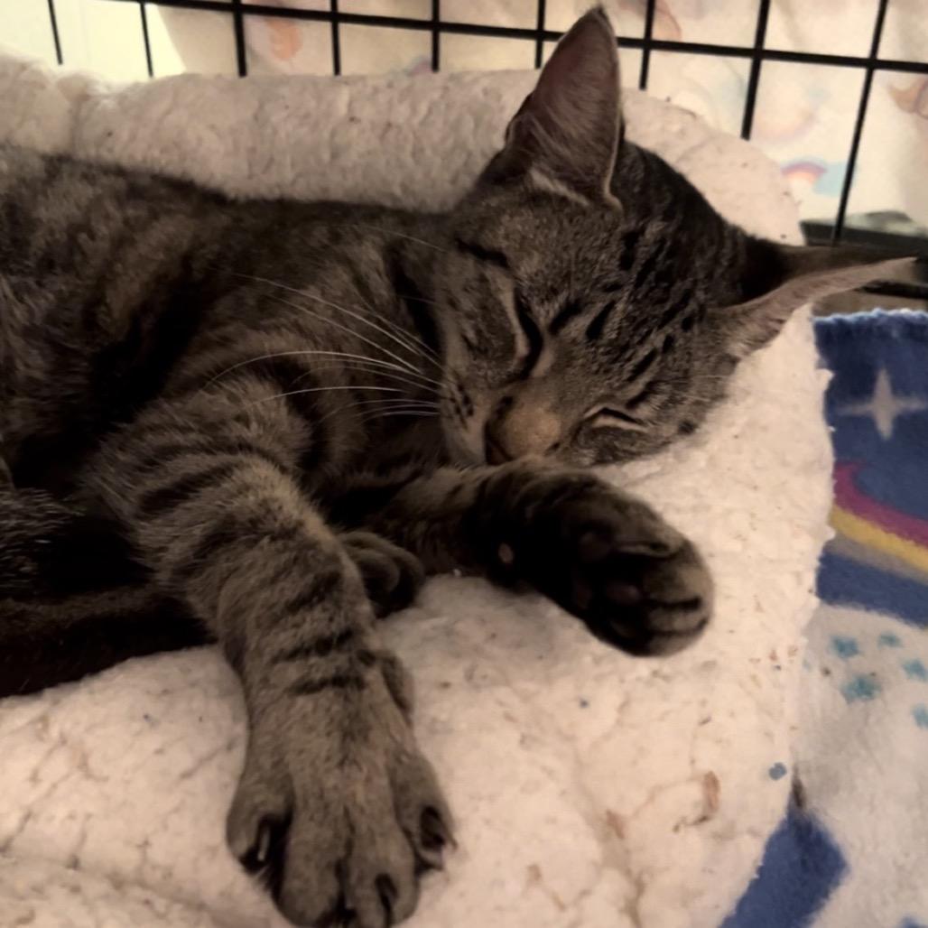 Enlarge Kiwi, a Adoptable Domestic Short Hair in Panama City Beach, FL image 3/4