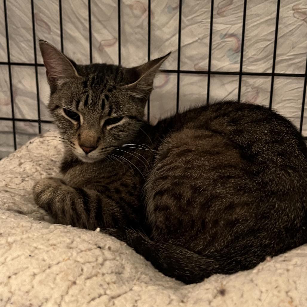 Enlarge Kiwi, a Adoptable Domestic Short Hair in Panama City Beach, FL image 4/4