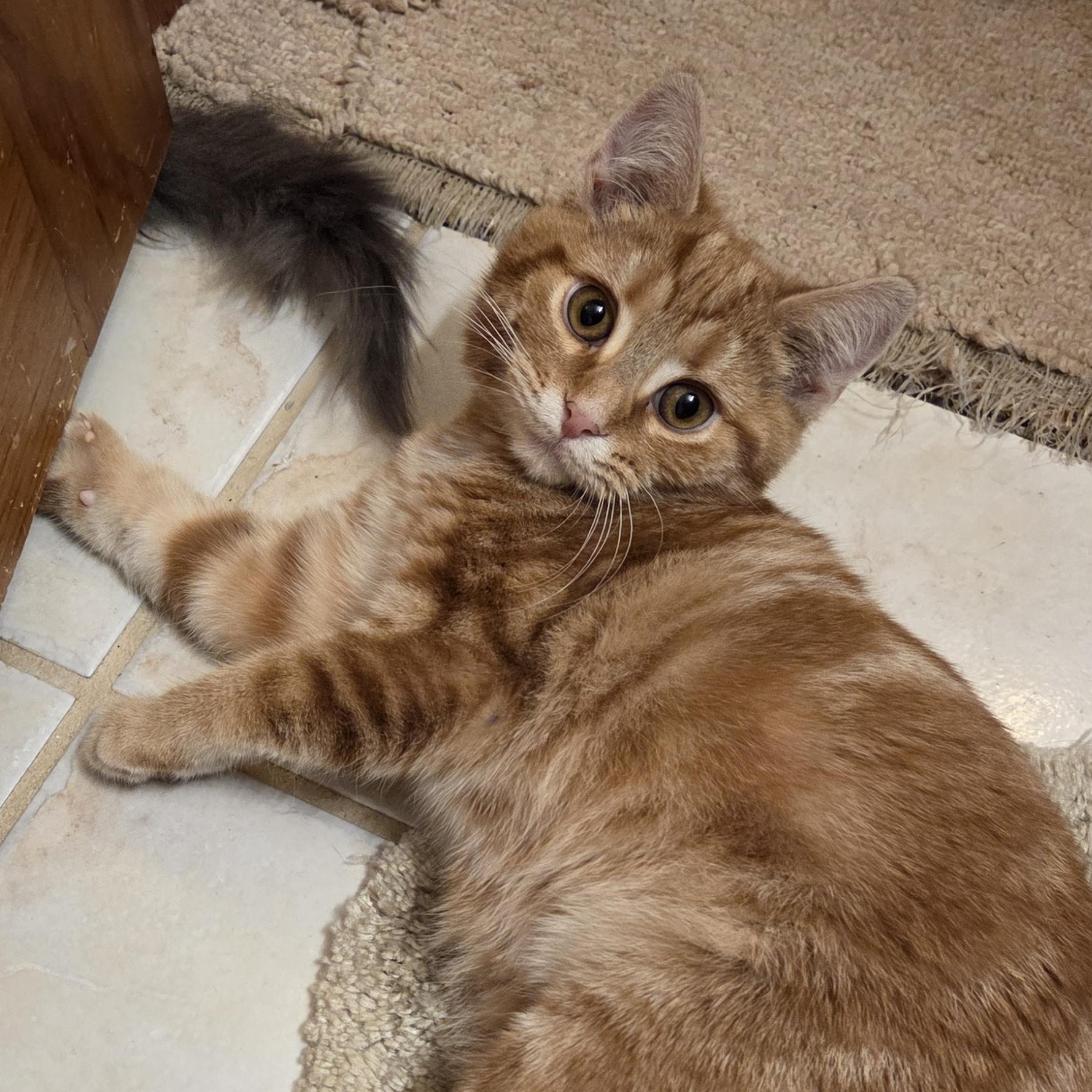 Lennon, adopted, Young Male Domestic Short Hair.