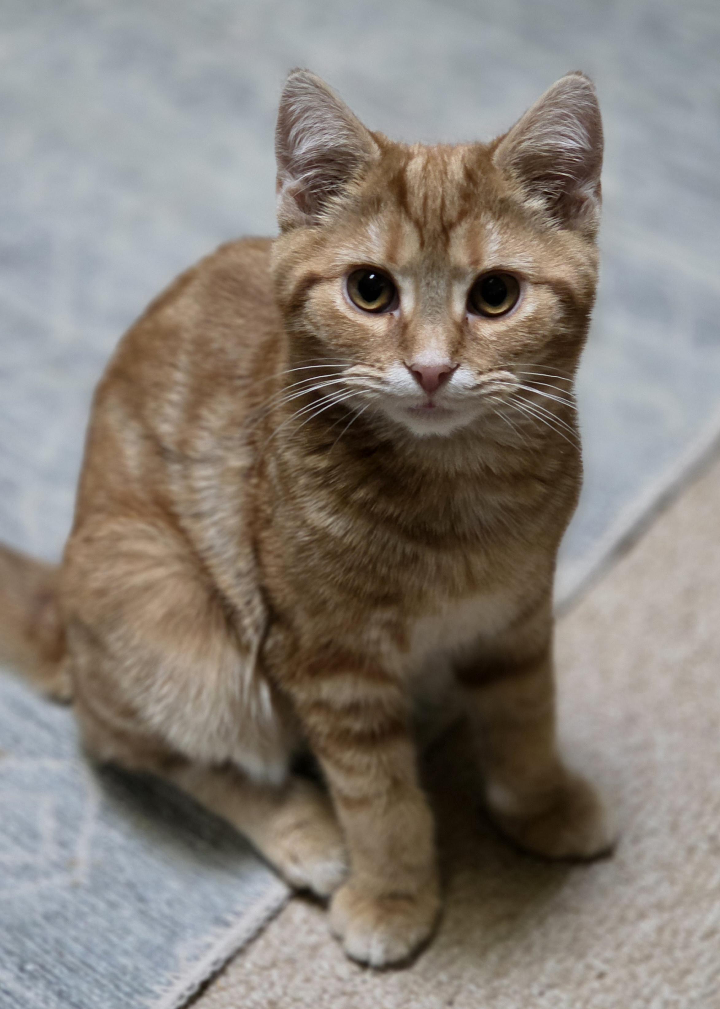 Enlarge Lennon, an adopted Domestic Short Hair in Greensburg, PA image 2/2