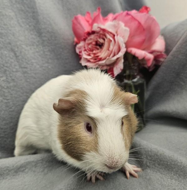Willy, a Adoptable mixed breed in Healdsburg, CA image 2/2