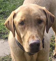 Enlarge Brodie, a ADOPTABLE Labrador Retriever in Sacramento, CA image 1/5