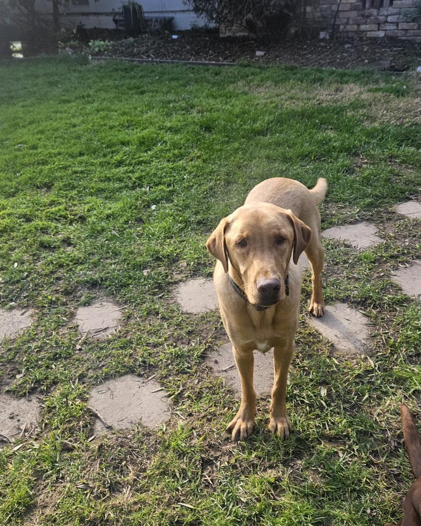 Enlarge Brodie, a ADOPTABLE Labrador Retriever in Sacramento, CA image 3/5