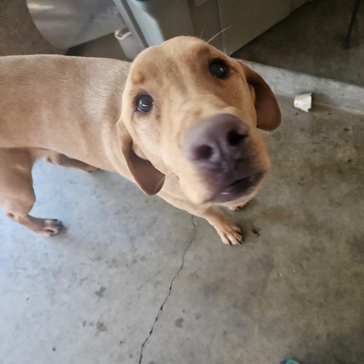 Enlarge Brodie, a ADOPTABLE Labrador Retriever in Sacramento, CA image 5/5