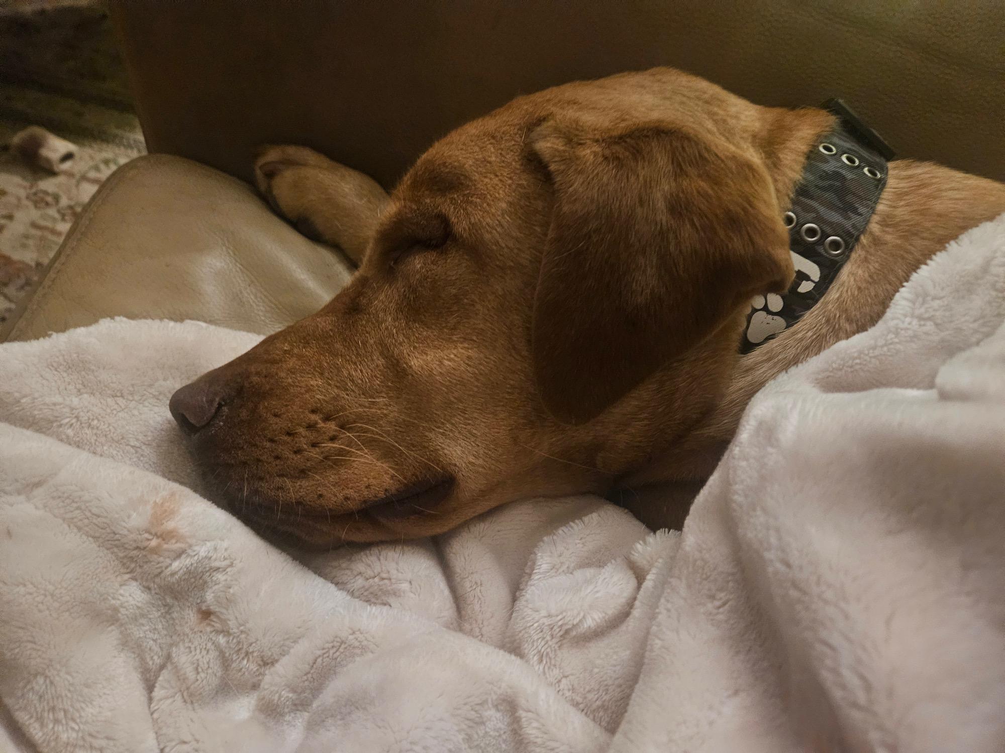 Enlarge Brodie, a ADOPTABLE Labrador Retriever in Sacramento, CA image 4/5