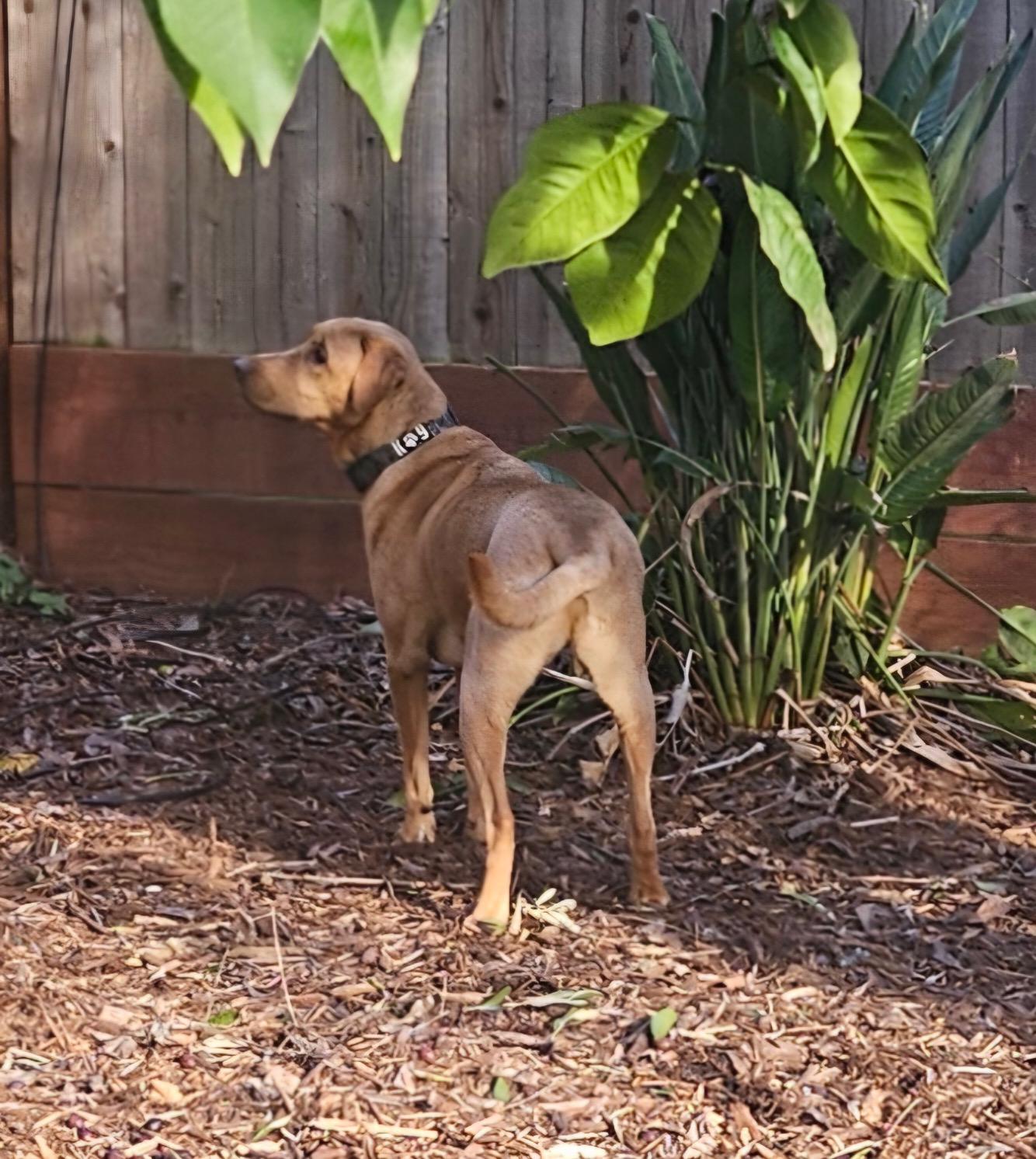 Enlarge Brodie, a ADOPTABLE Labrador Retriever in Sacramento, CA image 2/5