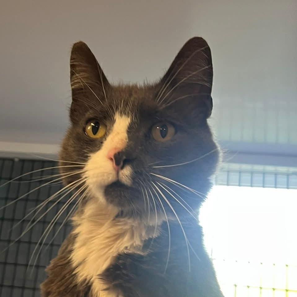 Stan, Adoptable, Adult Male Domestic Short Hair.