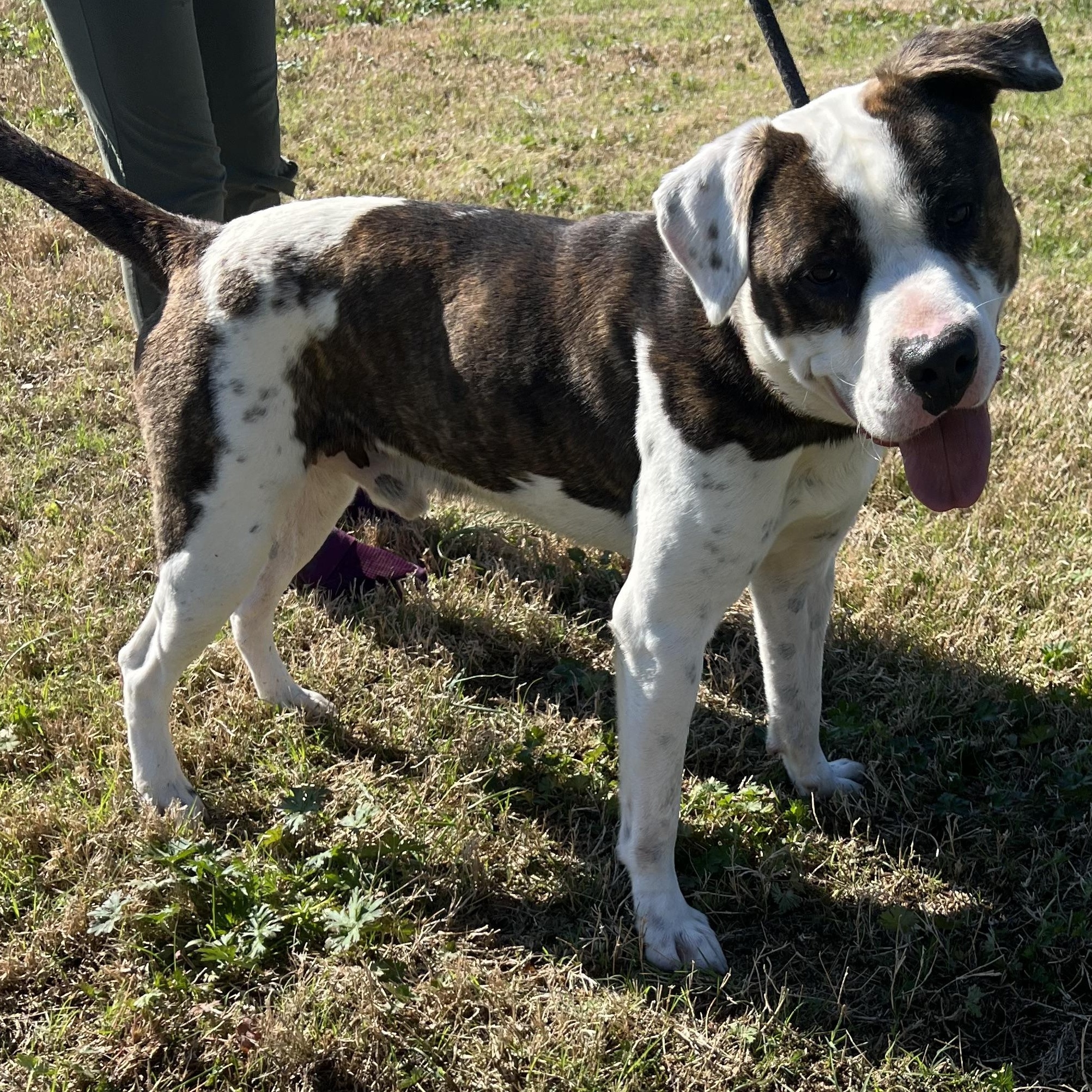 Cletus, an adopted mixed breed in Belchertown, MA image 3/6