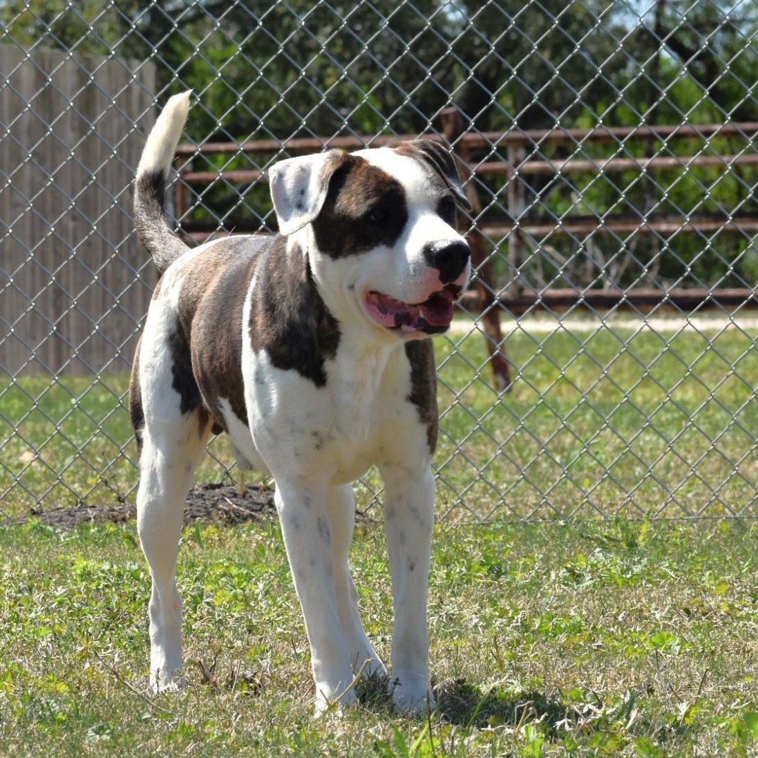 Cletus, an adopted mixed breed in Belchertown, MA image 6/6