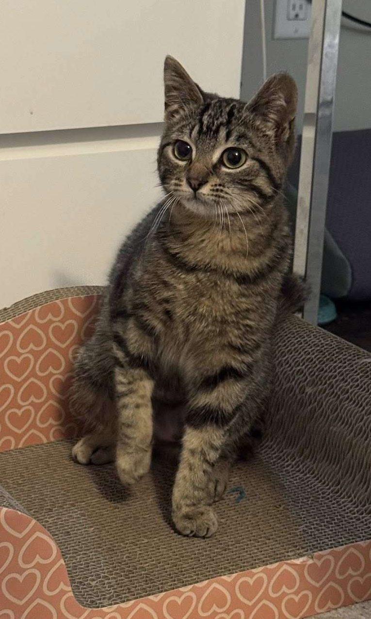 Enlarge Ginny (to be adopted with Mole), a ADOPTABLE Domestic Short Hair in Nepean, ON image 1/1