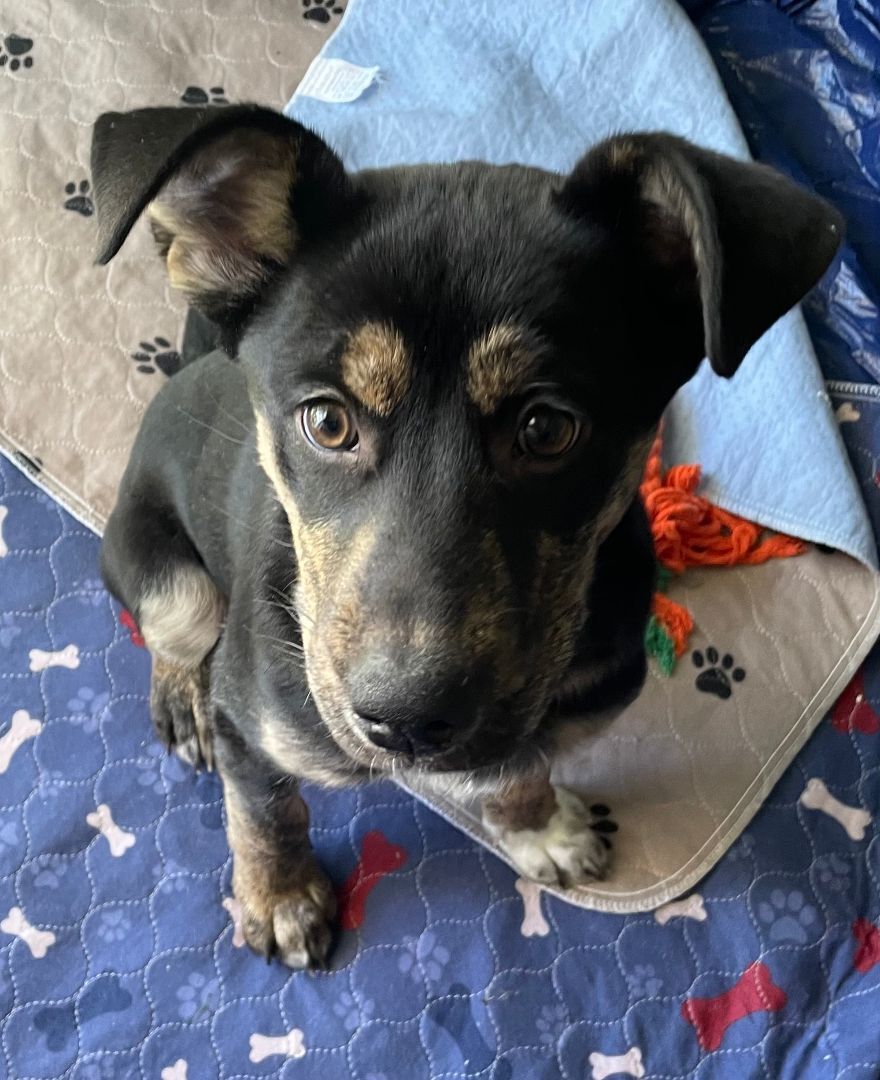 Rosey, a Adoptable mixed breed in Broomfield, CO image 1/2