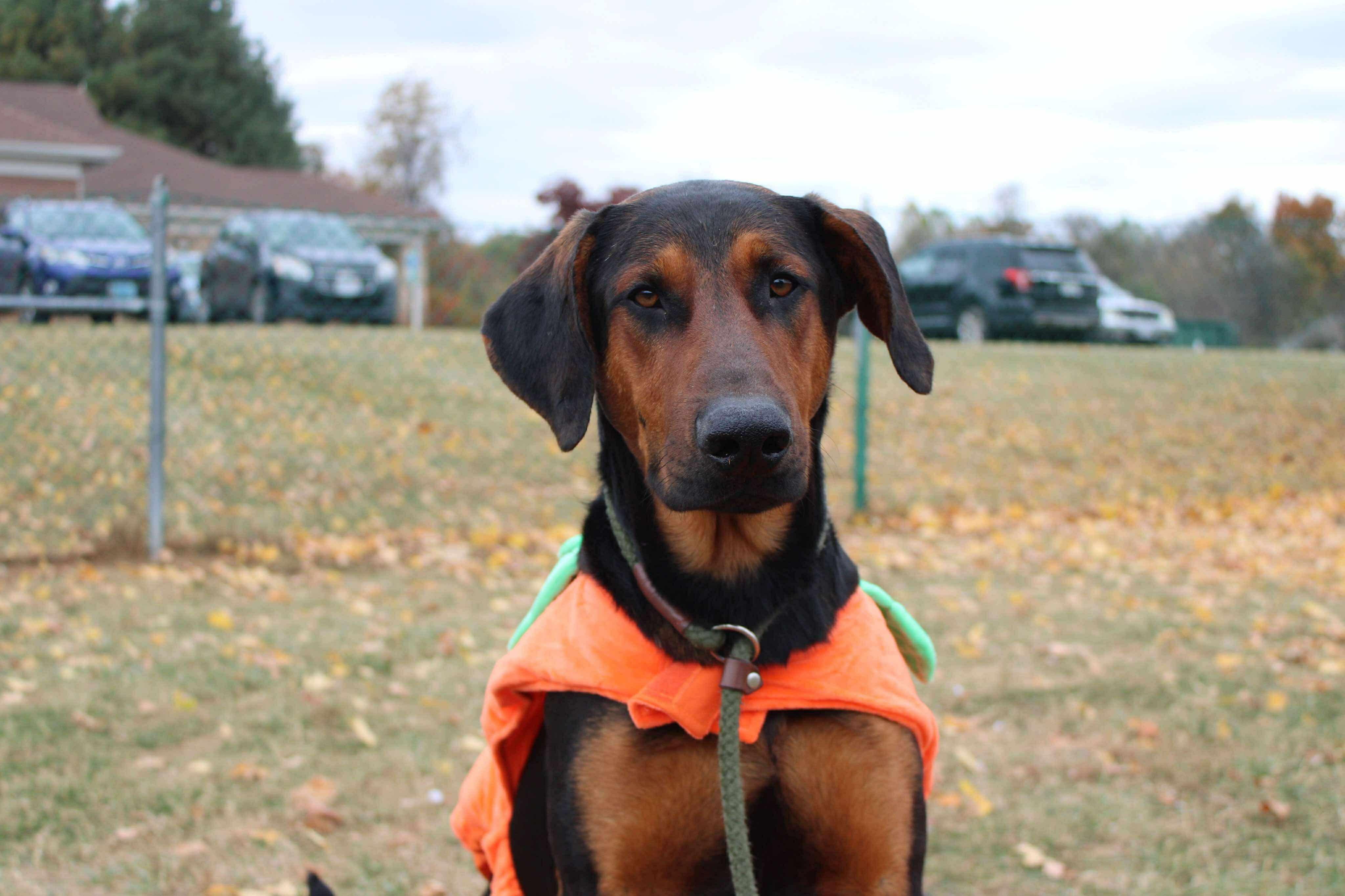 Flint, a Adoptable mixed breed in Culpeper, VA image 3/6